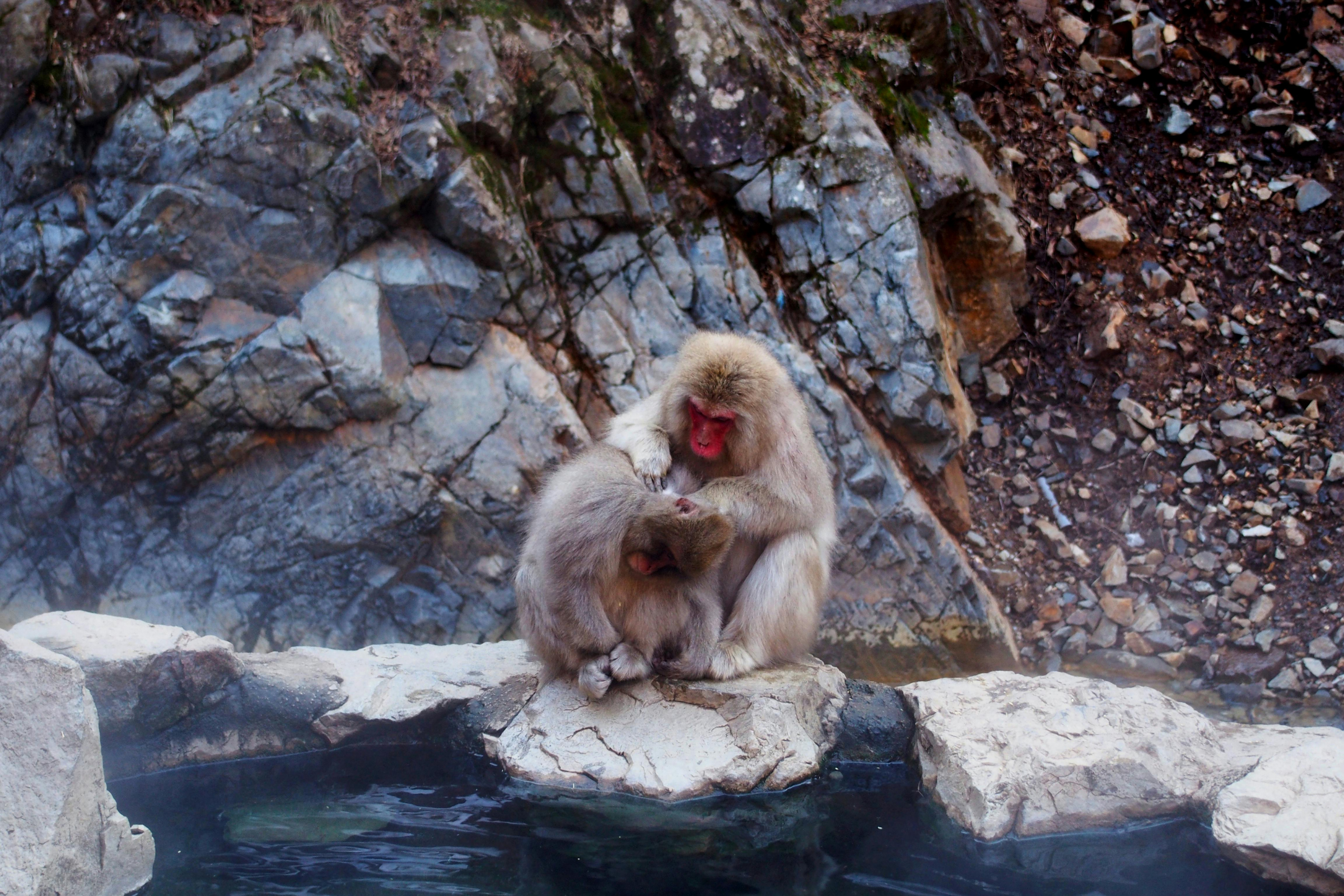 jigokudani monkey park (4).webp